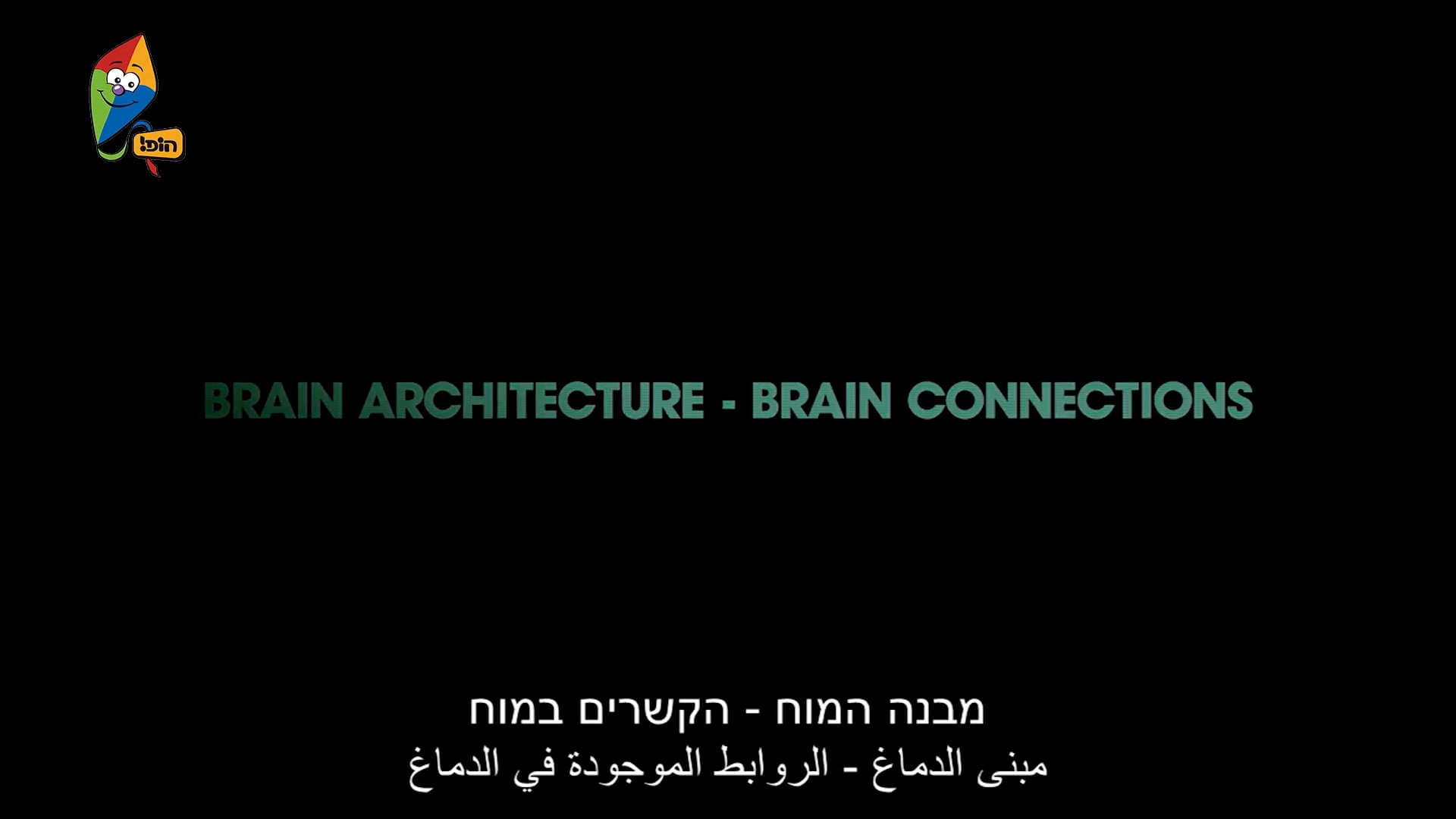 פרק 13 – מבנה המוח – הקשרים במוח