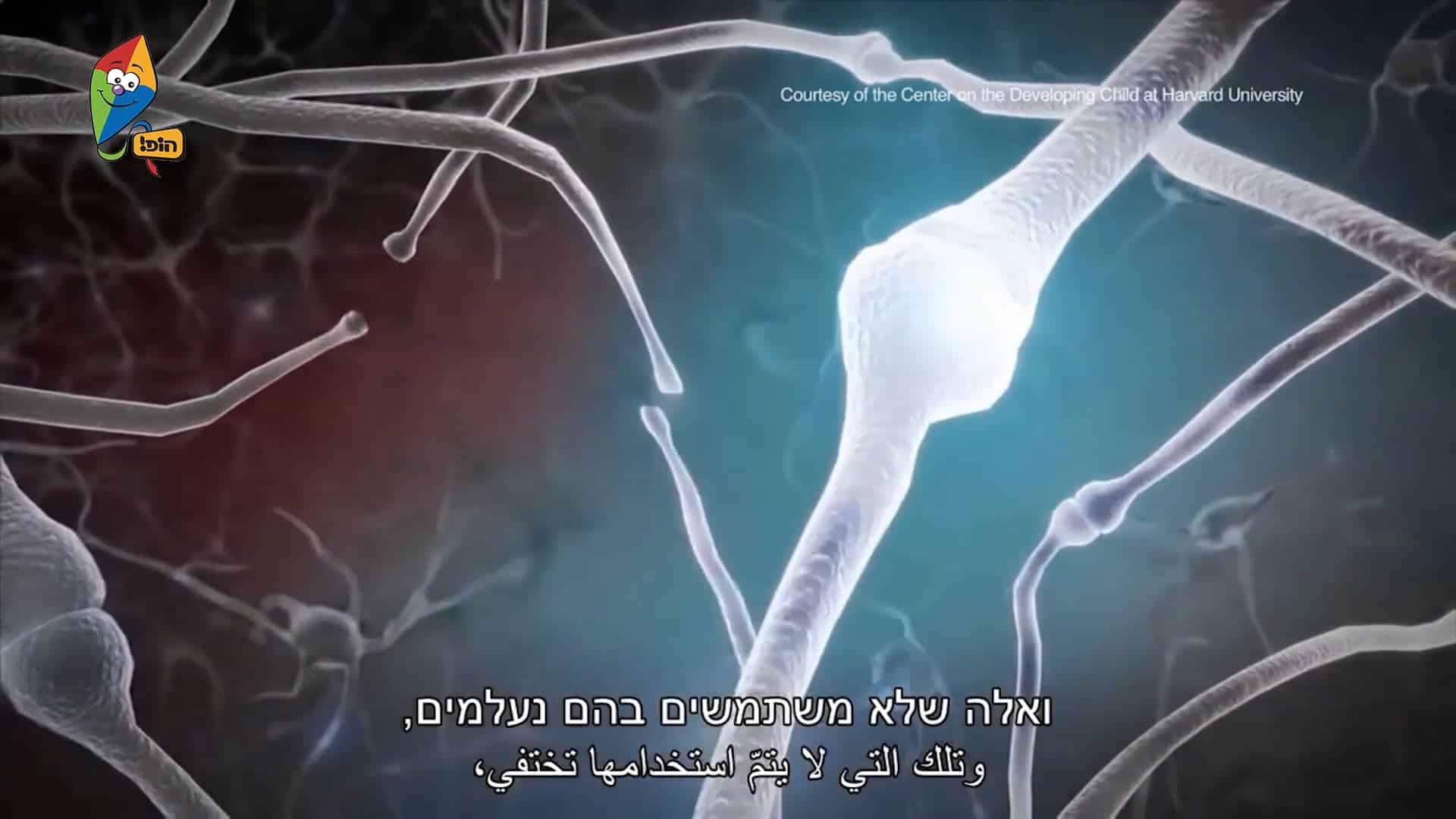 פרק 13 – מבנה המוח – הקשרים במוח